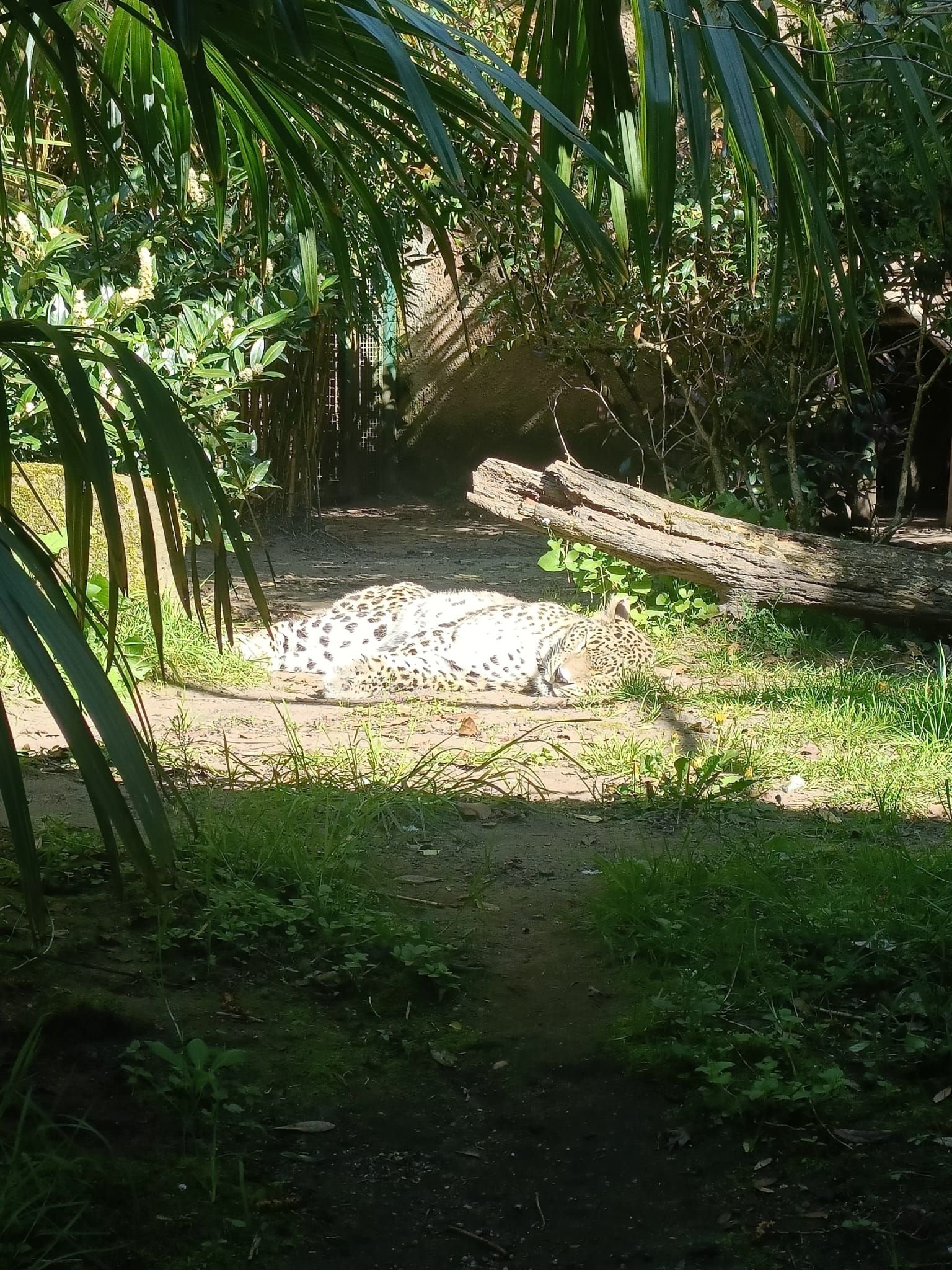 Léopard se reposant dans un enclos, Zoo d'Amnéville, Moselle, Lorraine, Photo gratuite