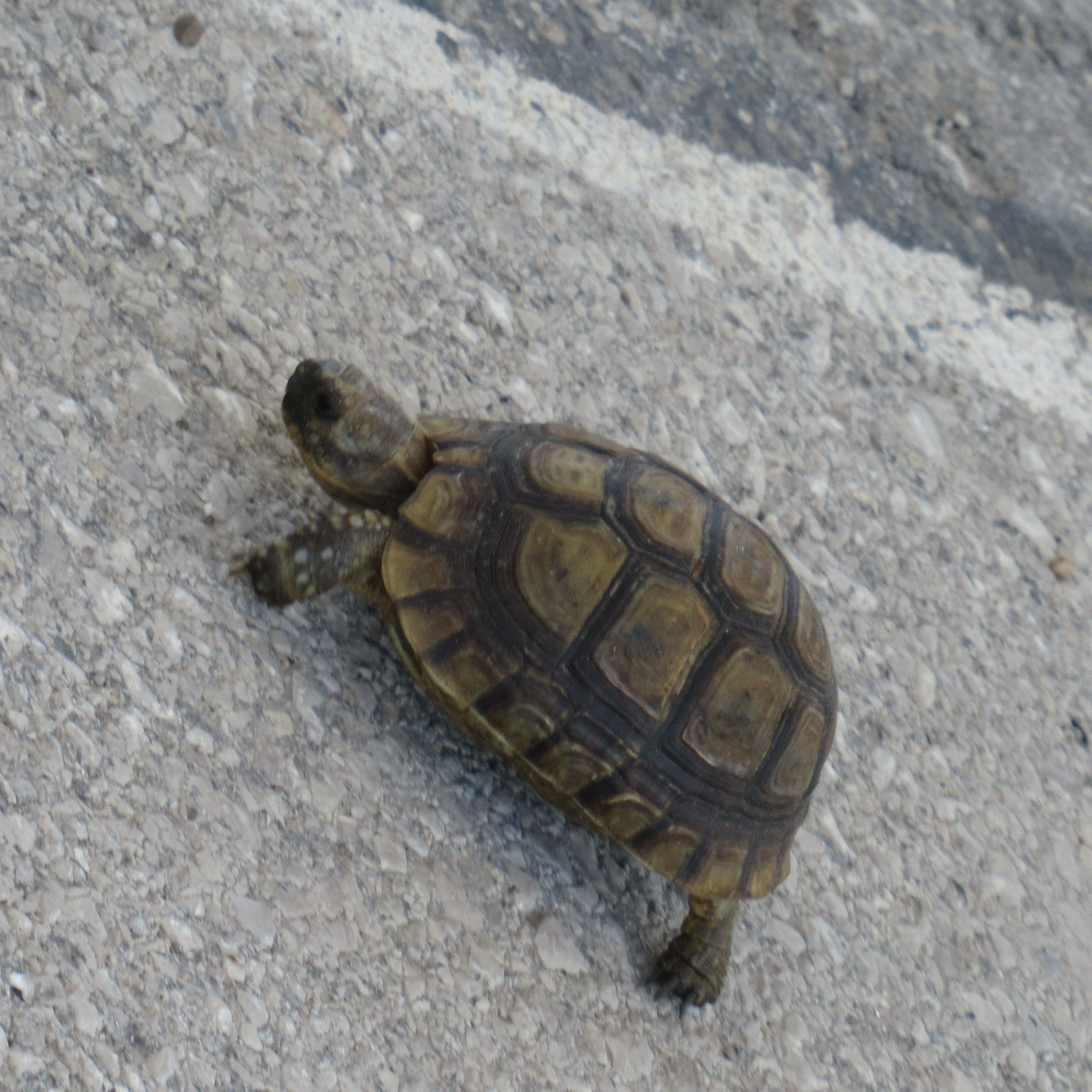 Free stock photo of turtle on asphalt, animals, nature, discovery