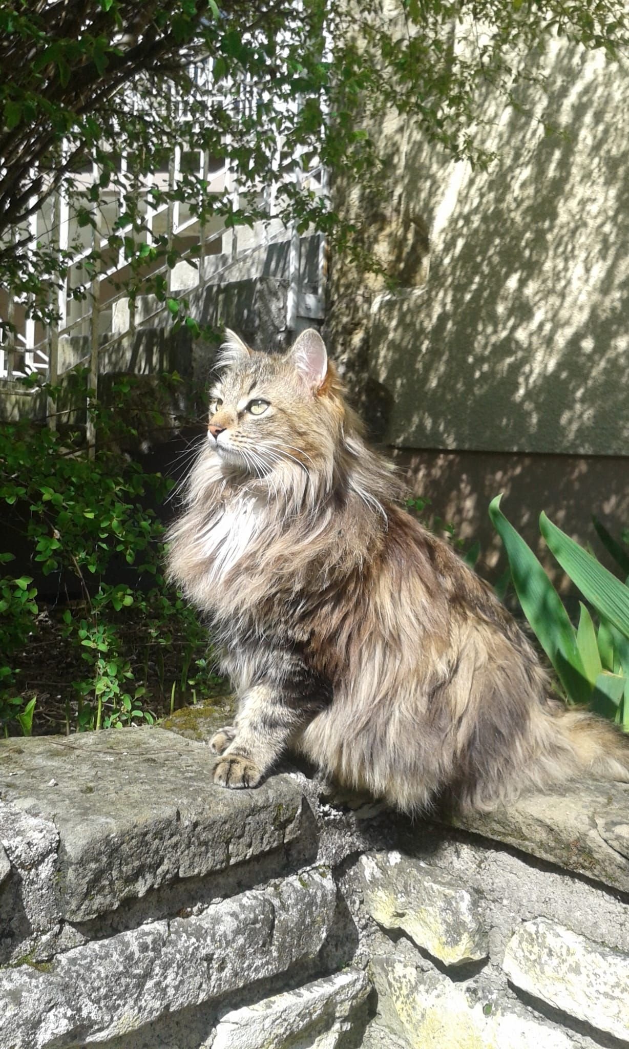 Chat à poil long, photo gratuite