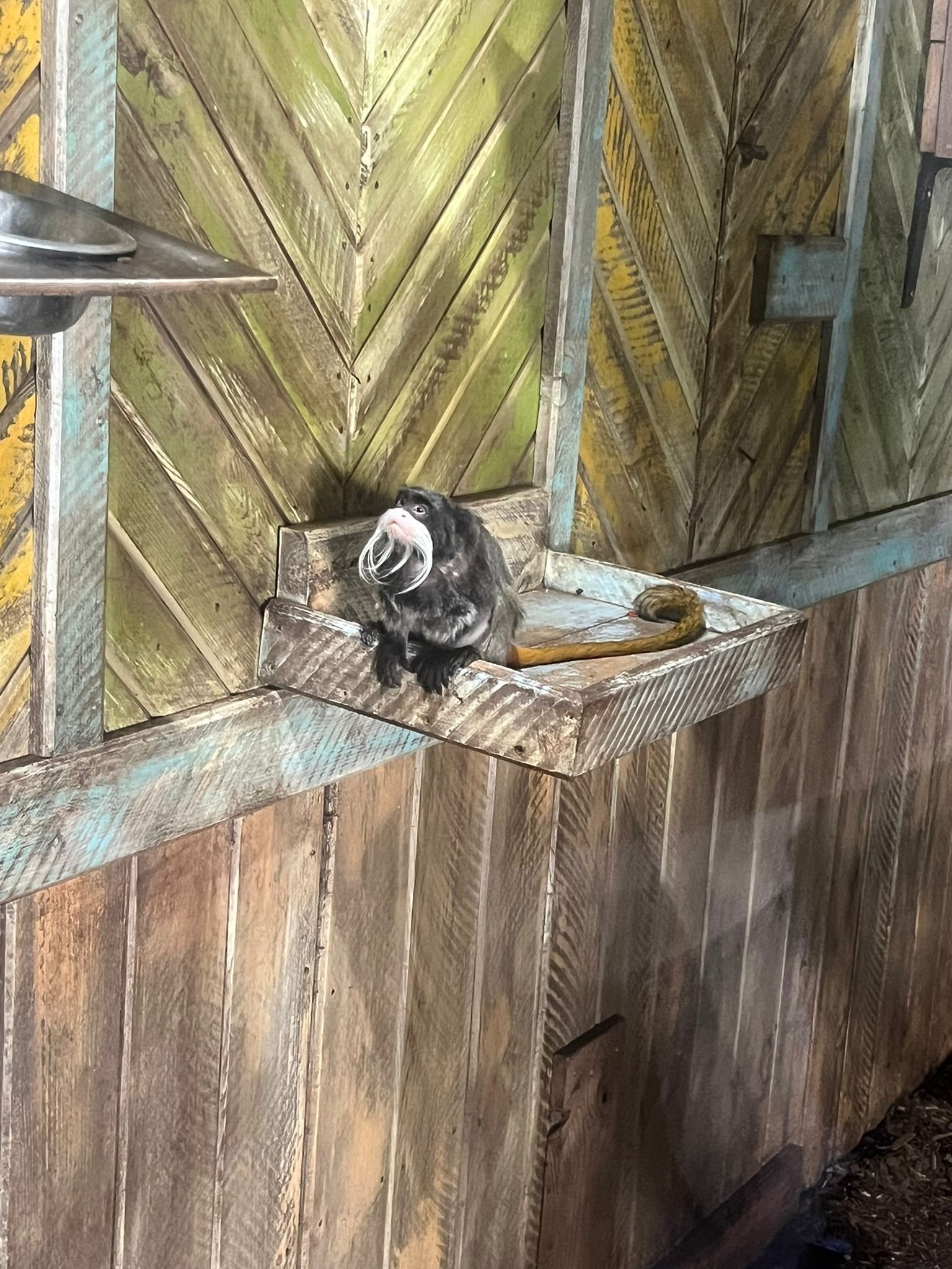 Tamarin empereur, dans le Zoo d'Amneville, Lorraine, Moselle, photo gratuite