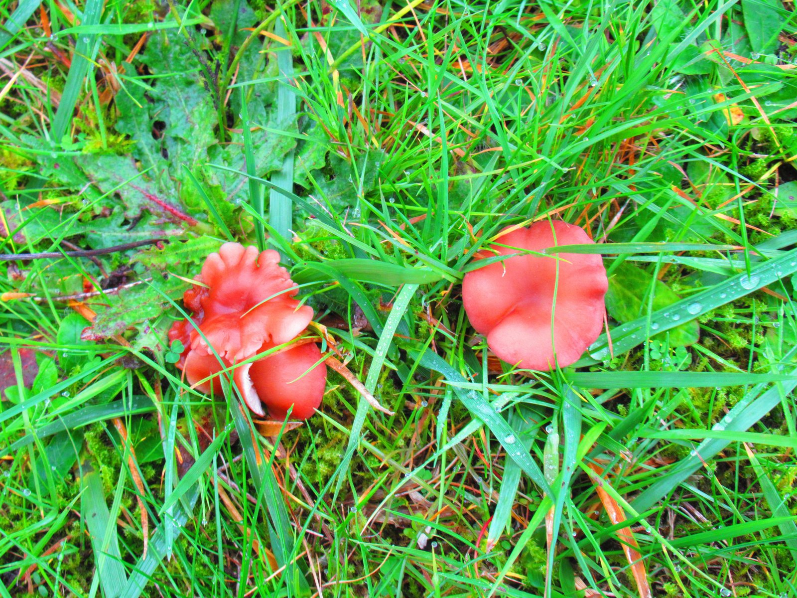 Petit champignon brun dans l'herbe