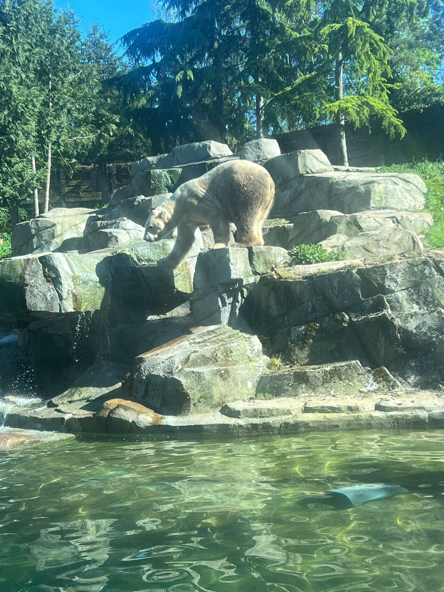 Ours polaire, photo gratuite