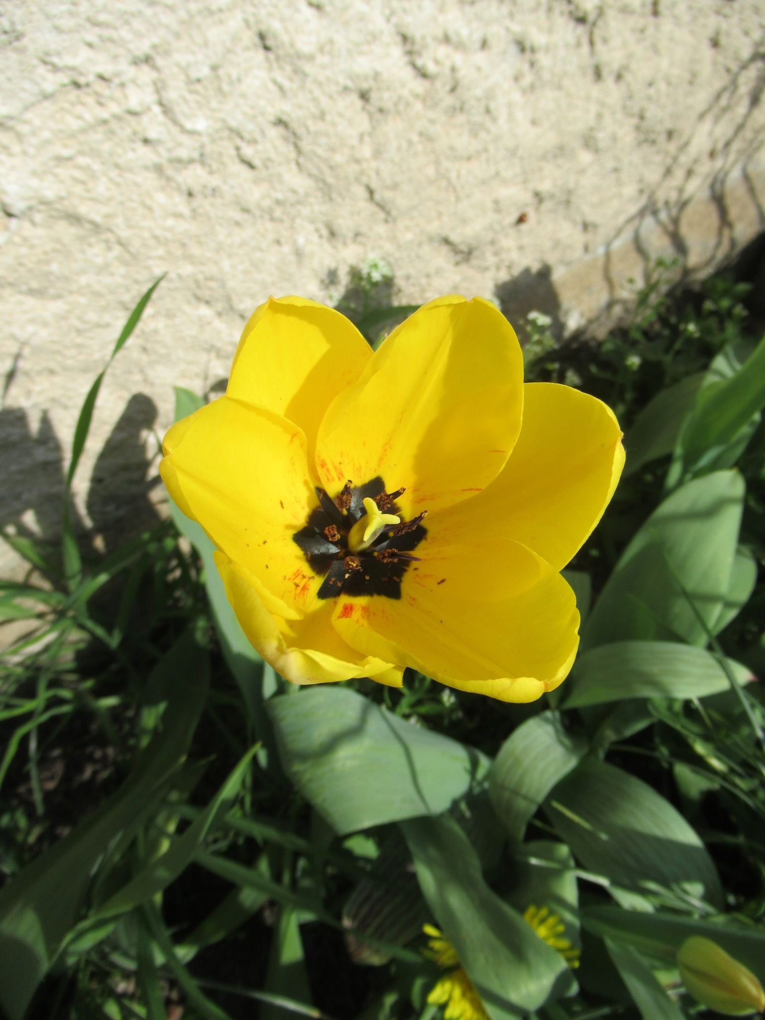 Tulipe jaune, photo gratuite