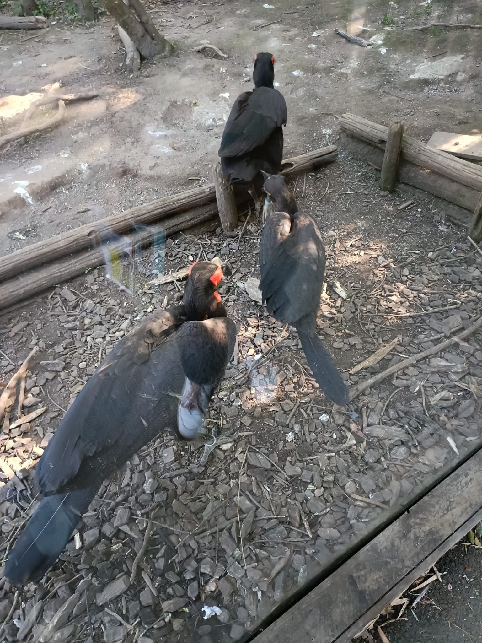 Bateleur des savanes, Zoo d'Amneville, Moselle, Lorraine, photo gratuite