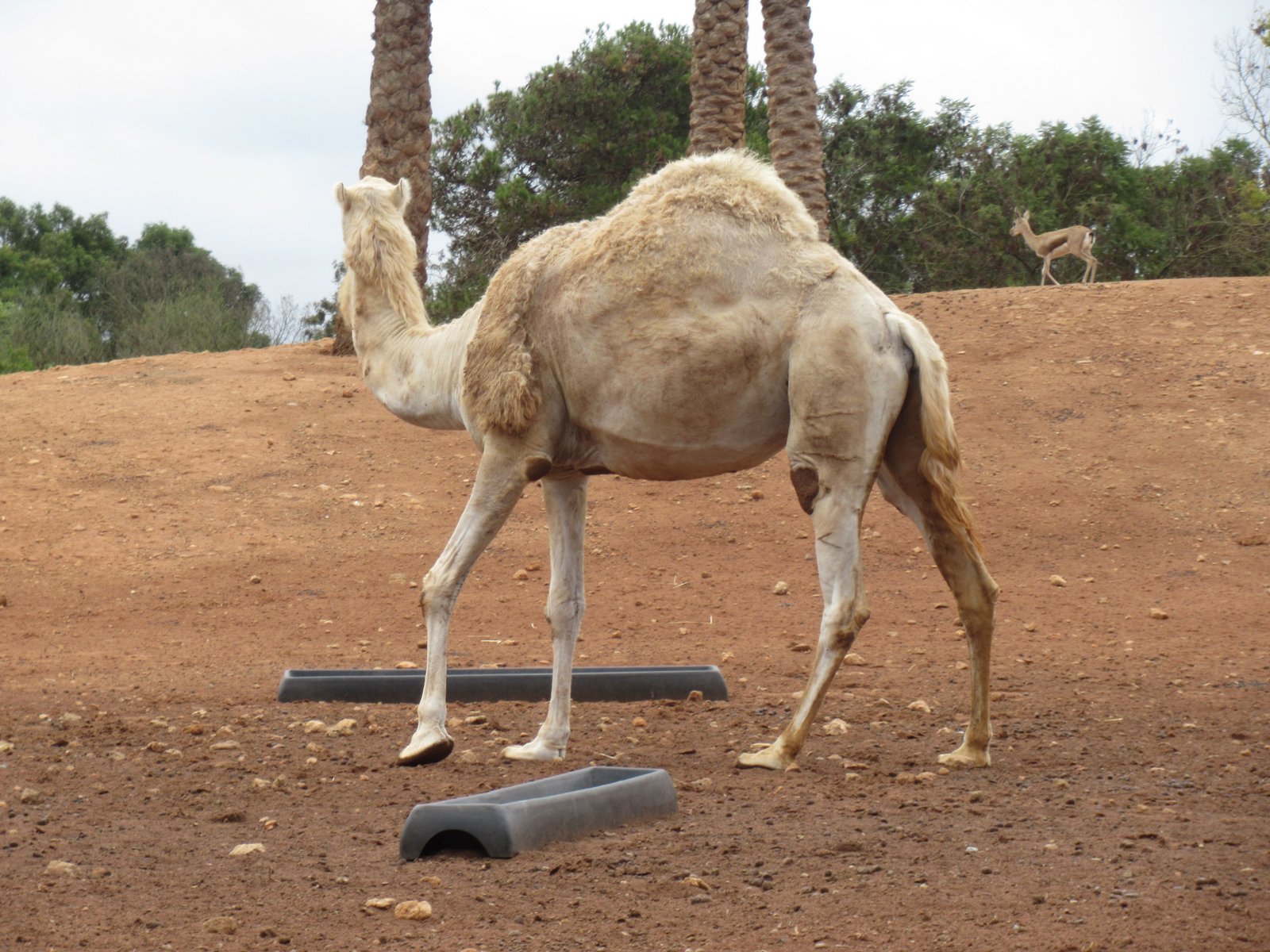 Dromadaire brun au zoo de Rabat au Maroc