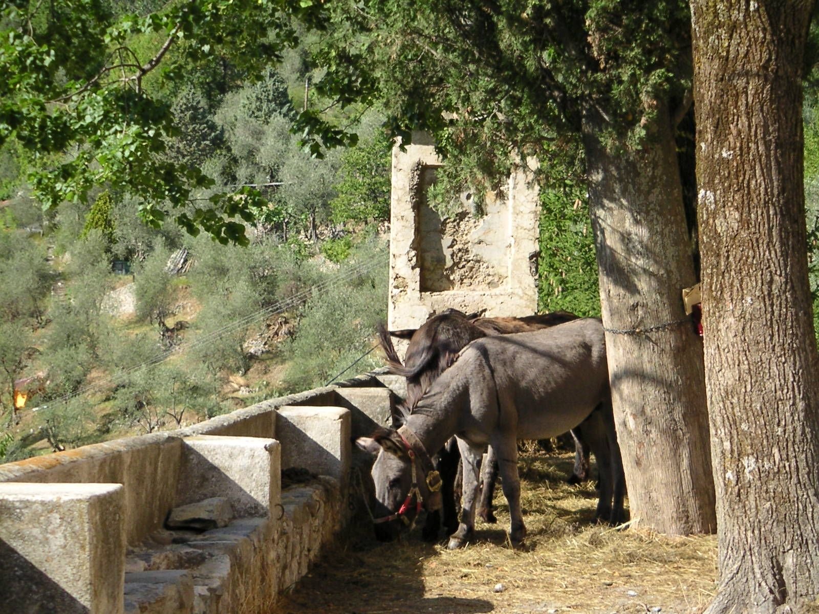 Mulets en train de manger
