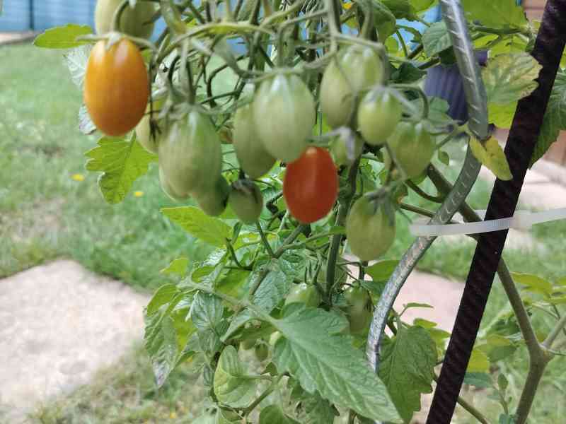 Plants de tomates cerises colorées dans un jardin