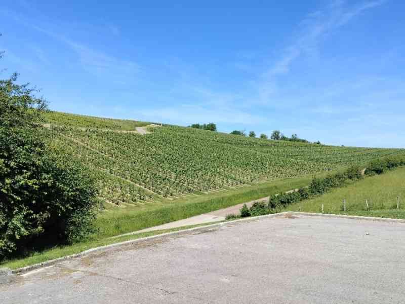 Paysage typique de vignoble vallonné, photo gratuite