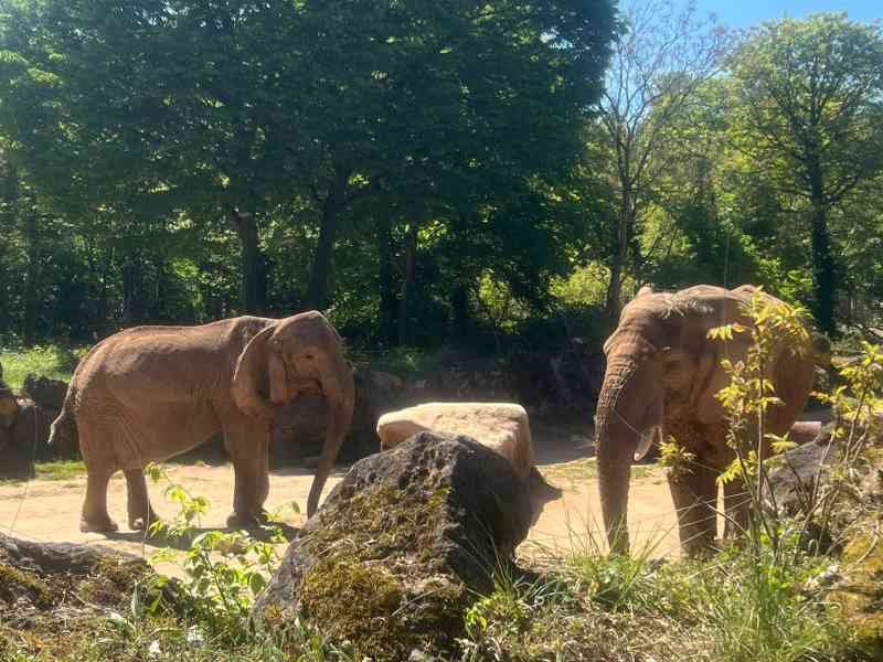 Eléphants, Zoo d'Amneville, Moselle, Lorraine, photo gratuite