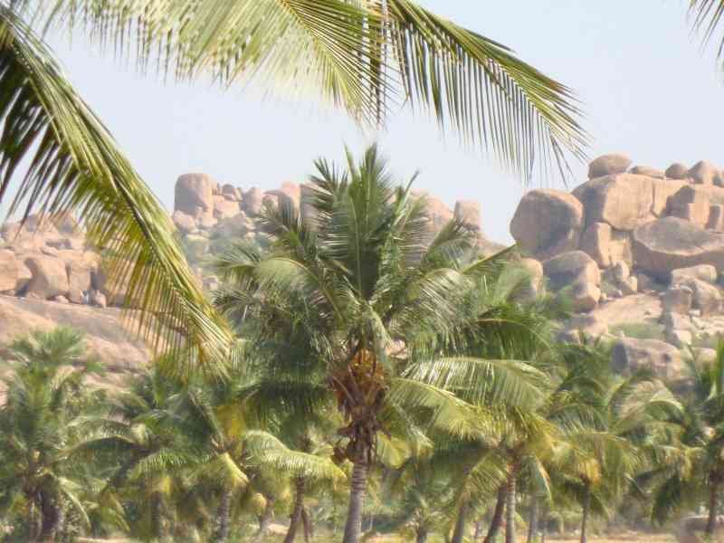 Un paysage caractérisé par la présence de palmiers, photo gratuite