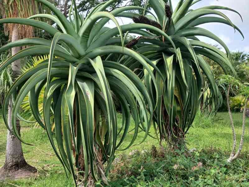 Plantes d'Aloe vaombe, photo gratuite