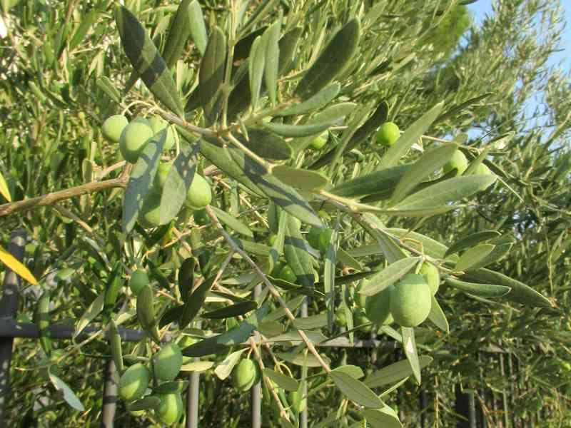 Un olivier, photo gratuite