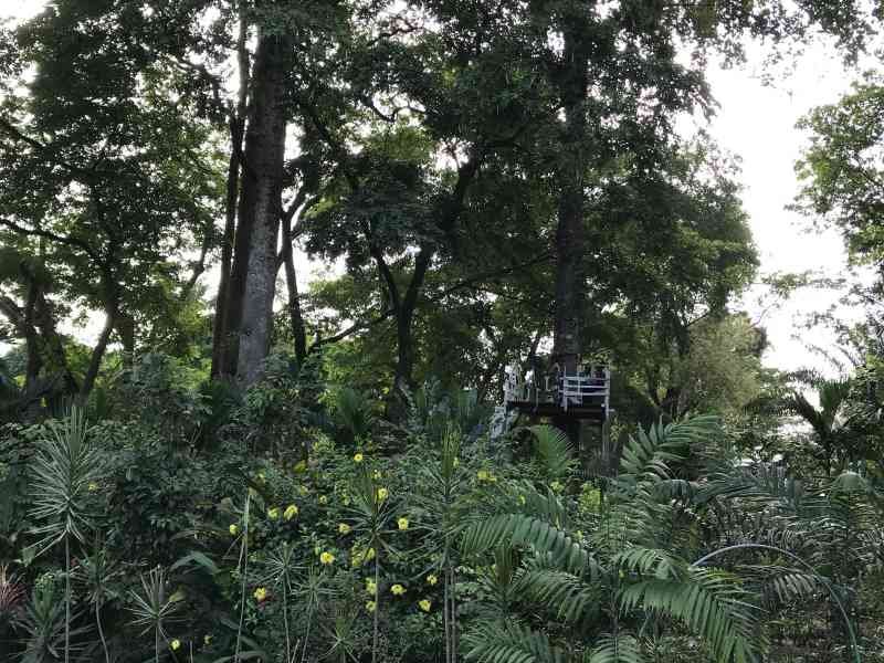 Un jardin des diverses plantes photo gratuite