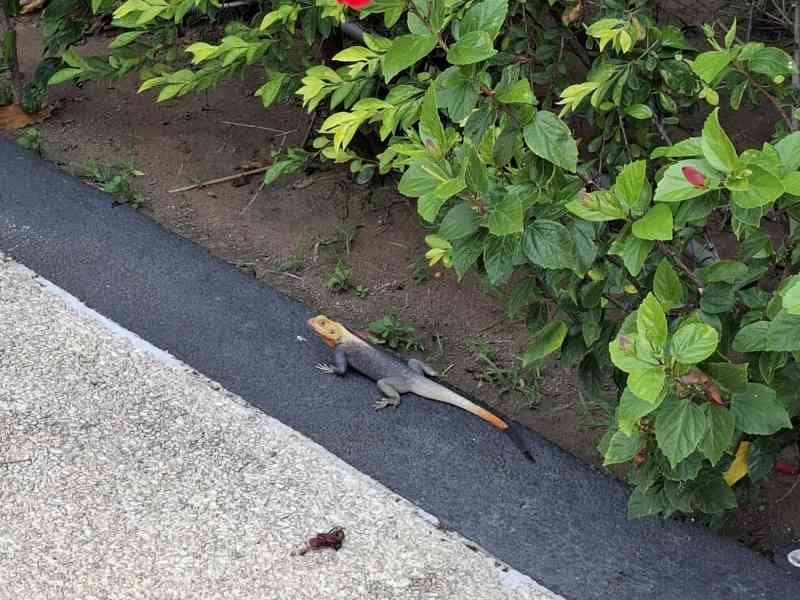 Un lézard, des fleurs, photo gratuite