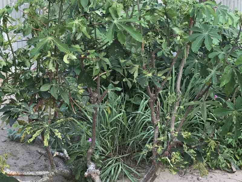 Arbre de manioc photo gratuite