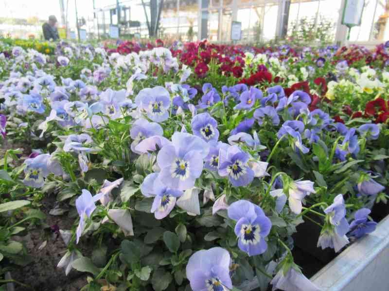 Plantes cultivées en serre, pensées pour la vente, photo gratuite