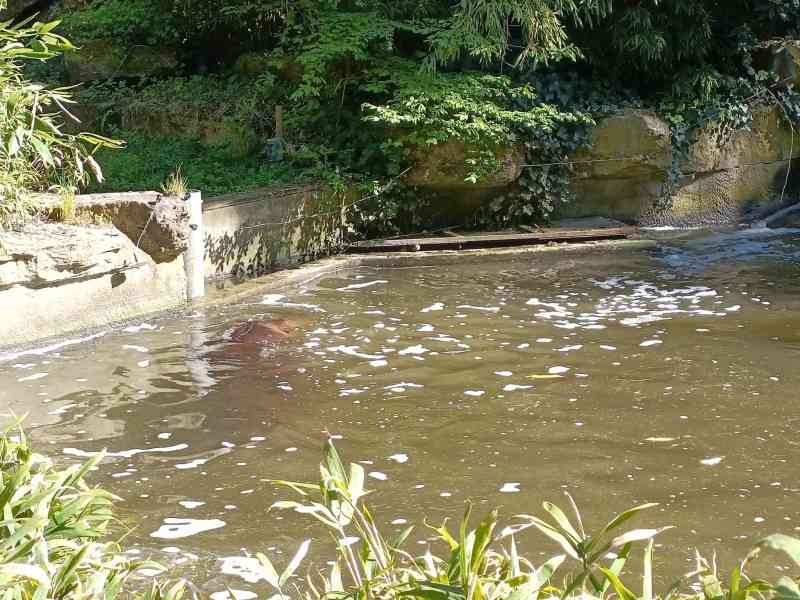 Hippopotame se baignant dans un plan d'eau, Zoo d'Amneville, Lorraine, Moselle, photo gratuite