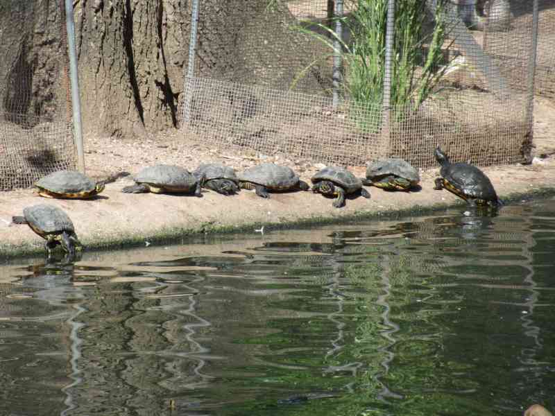 turtle pond