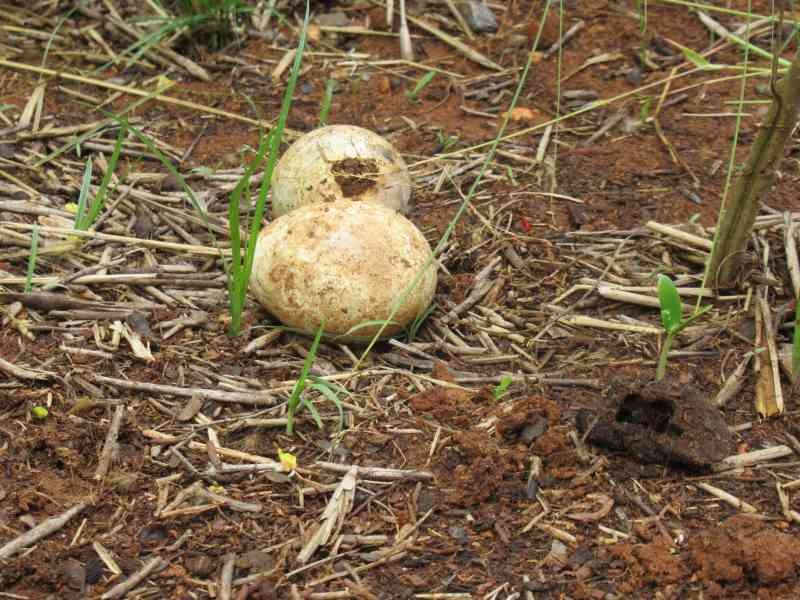 Œufs d'un animal au zoo de Rabat au Maroc