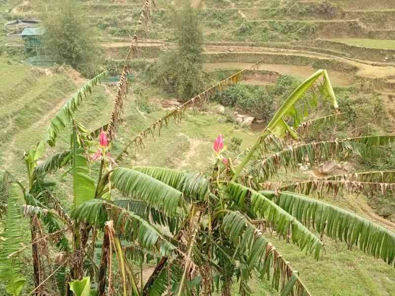 Rizières en terrasse, une région montagneuse du nord du Vietnam, photo gratuite