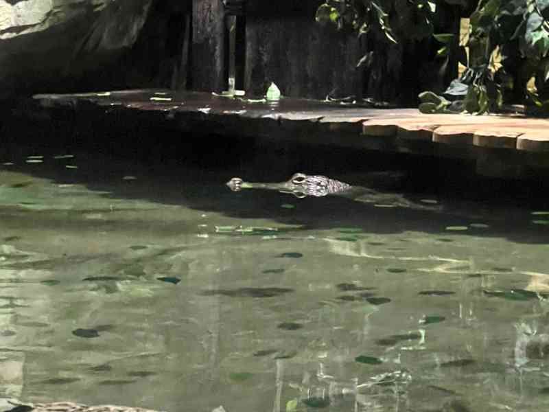 Crocodile, Zoo d'Amneville, Moselle, Lorraine, photo gratuite