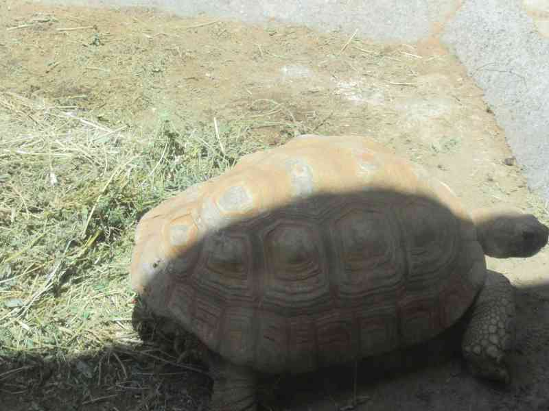 Walking a turtle free photo