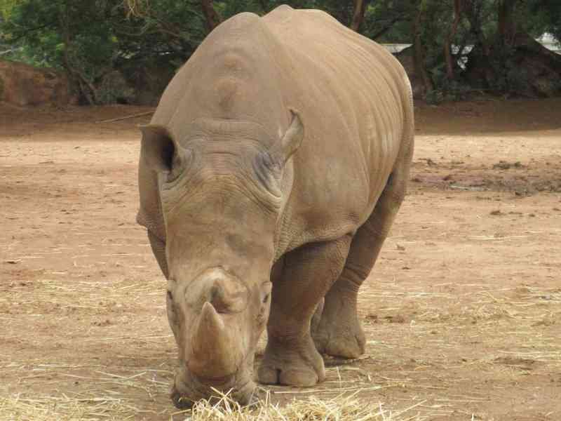 Rhinocéros broutant de l'herbe au zoo de Rabat