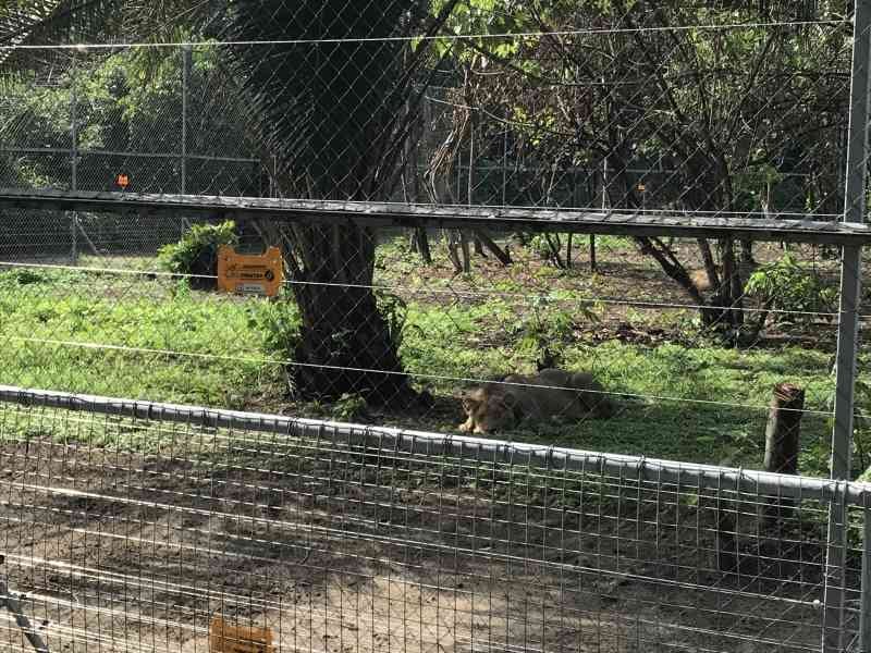 Un lion photo gratuite