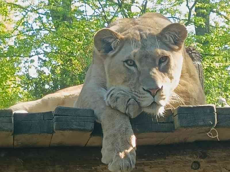 Lionne, Zoo d'Amnéville, Lorraine, Moselle, photo gratuite