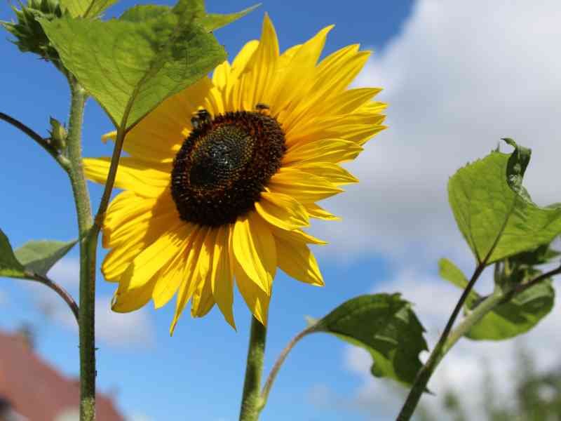 Une fleur tournesol, photo gratuite