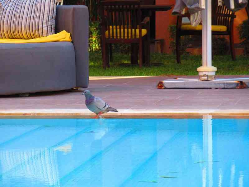 Pigeon à la piscine