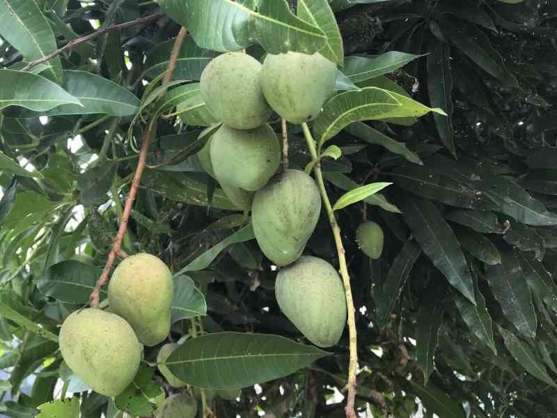 Un manguier chargé des mangues photo gratuite