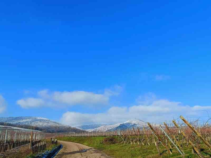 Un paysage de vignoble, une route de terre et des collines enneigées, photo gratuite