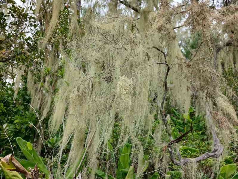 Tillandsia usneoides, une plante épiphyte, photo gratuite