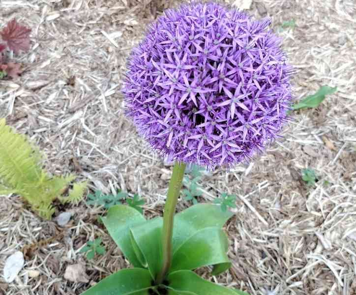 Allium, fleur, photo gratuite