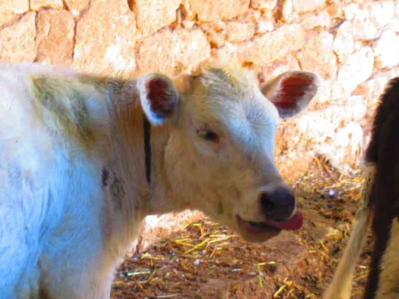 Gros plan d'un veau blanc dans une ferme