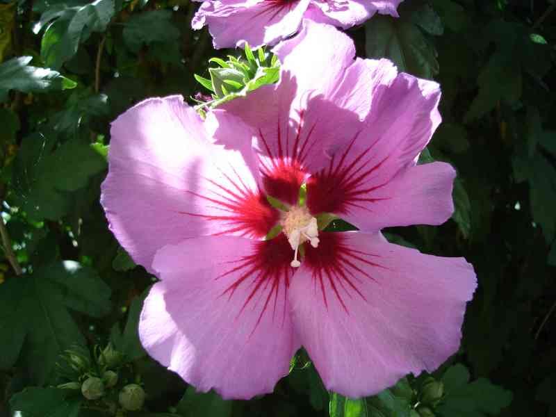 Fleur violette avec cœur rouge entourée de feuillage vert photo gratuite