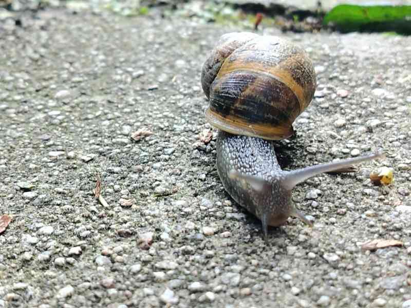 Un escargot rompant sur le sol, photo gratuite