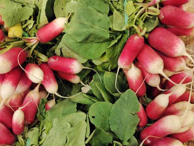 Fanes de radis roses