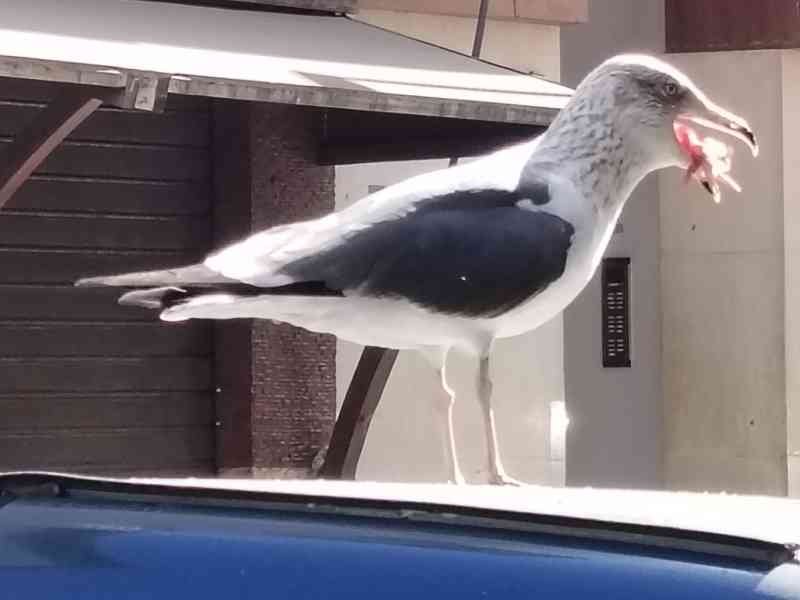 Oiseau tenant de la nourriture dans son bec, photo gratuite