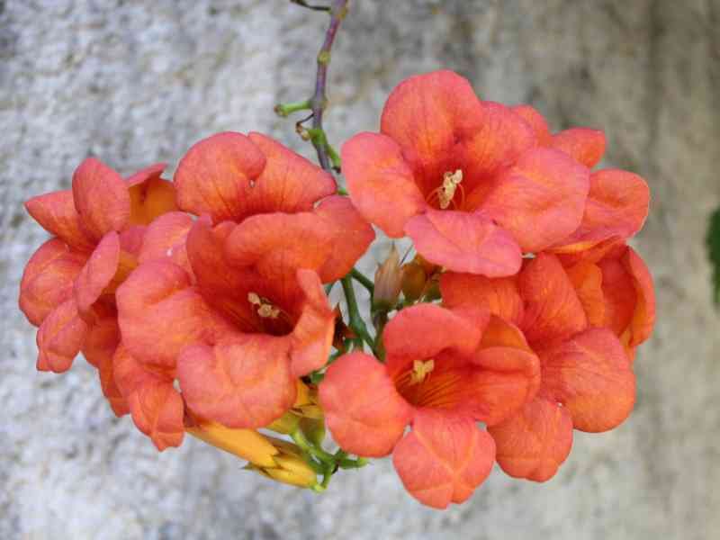 Trompette de Virginie, Campsis radicans