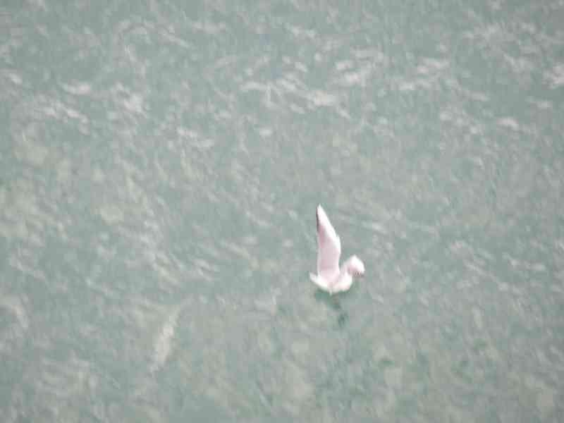 Oiseau flottant sur l'eau photo gratuite