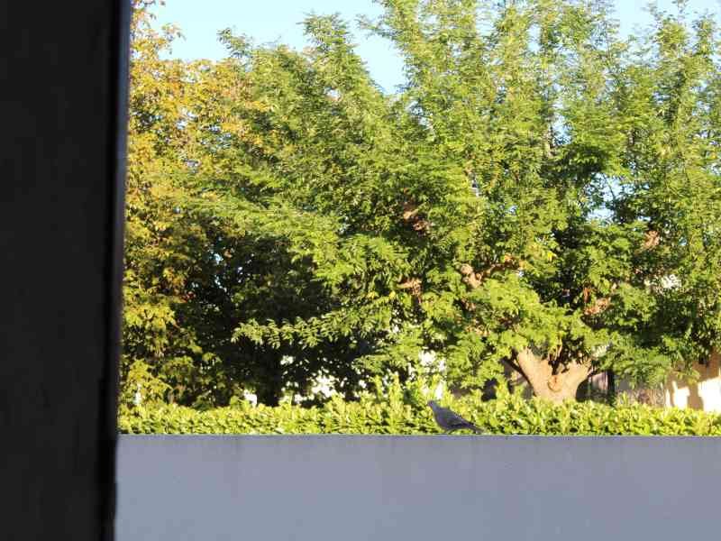 Un arbre, photo gratuite