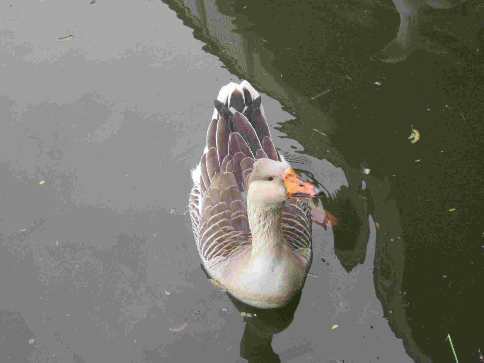 Oie d'égypte, ouette