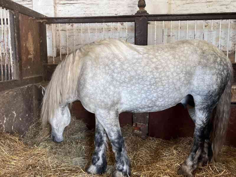 Cheval blanc dans une ferme