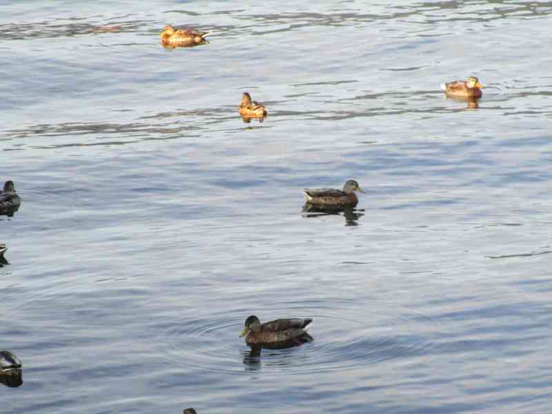 Groupe de canards flottant sur l'eau