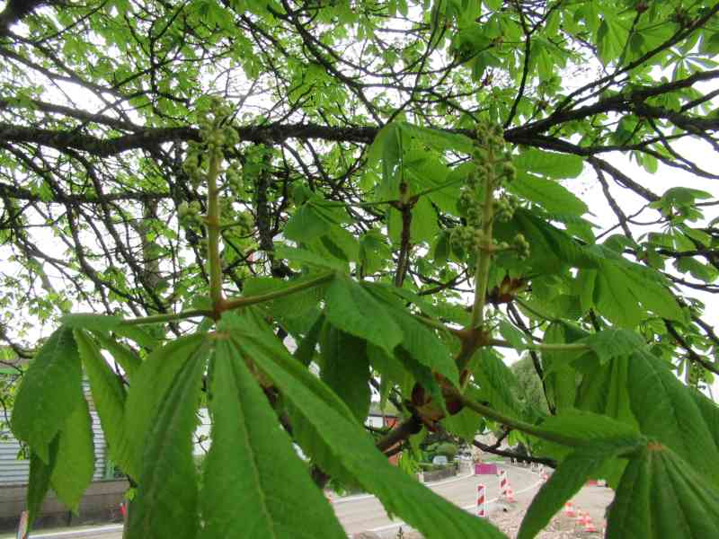 Horse chestnut leaves
