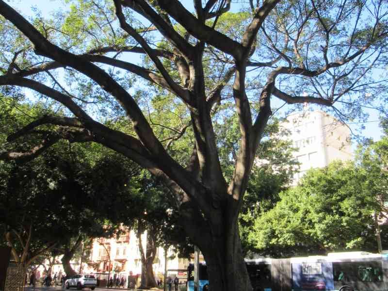 Un arbre, photo gratuite