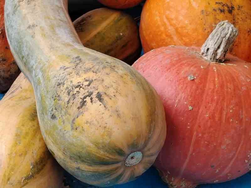 Un assortiment de courges, photo gratuite
