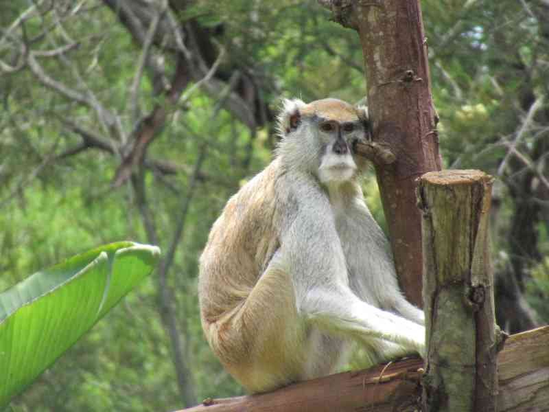 Un singe guetteur photo gratuite